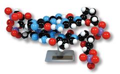 Molymod model DNA 2 base paren